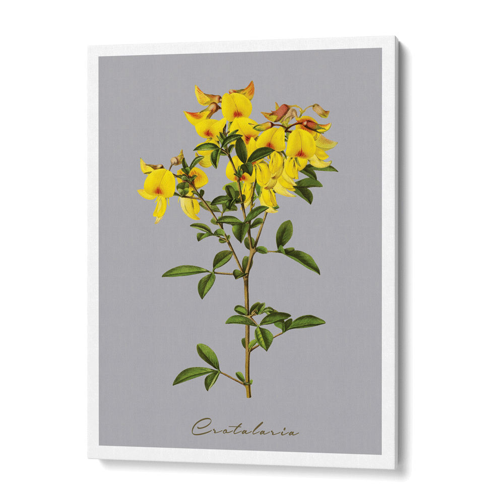 Crotalaria Juncea Nook At You Canvas Gallery Wrap