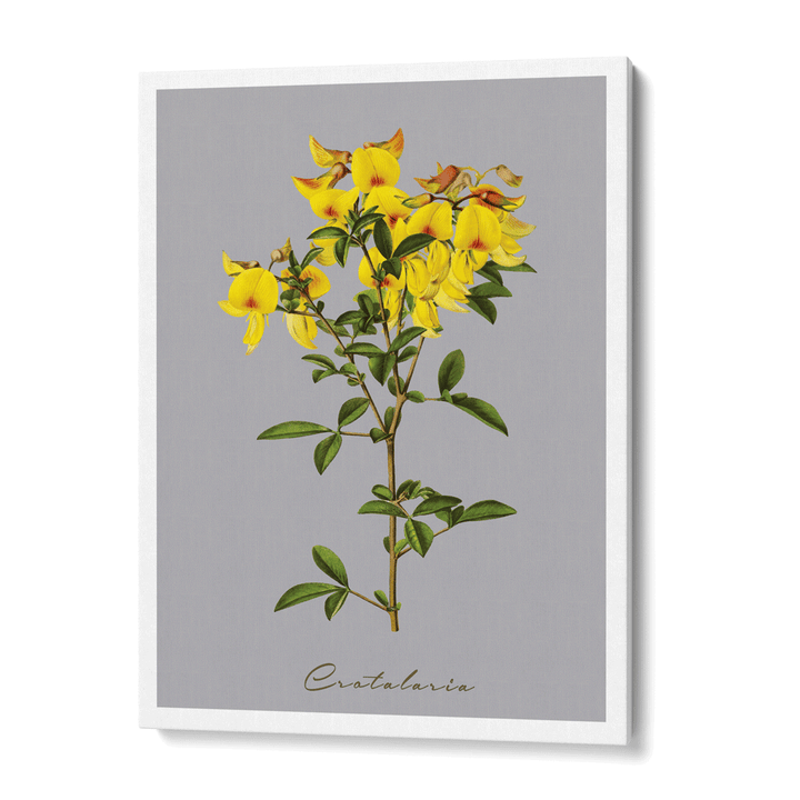 Crotalaria Juncea Nook At You Canvas Gallery Wrap
