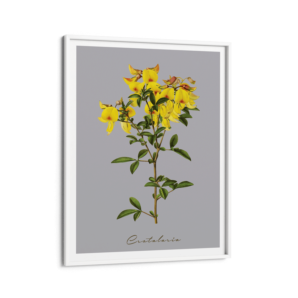 Crotalaria Juncea Nook At You Matte Paper White Frame