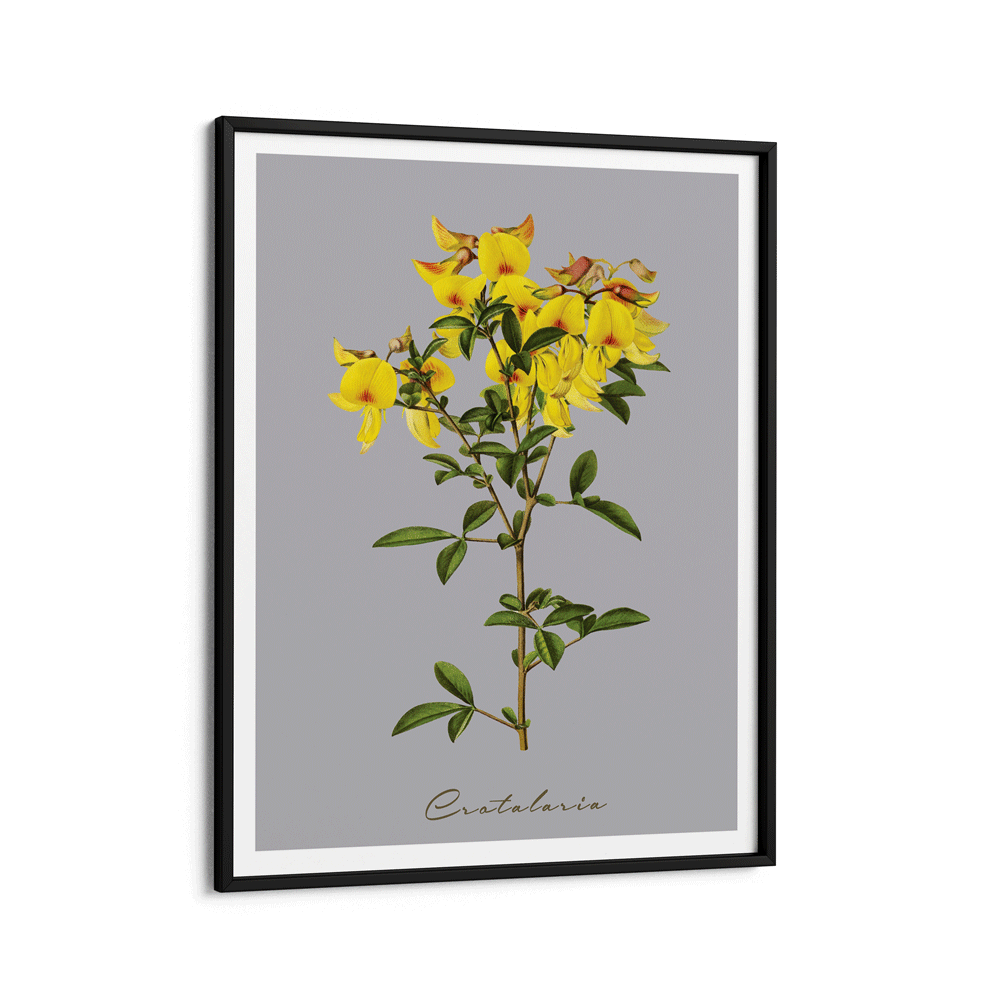 Crotalaria Juncea Nook At You Matte Paper Black Frame