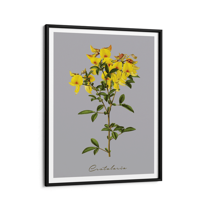 Crotalaria Juncea Nook At You Matte Paper Black Frame