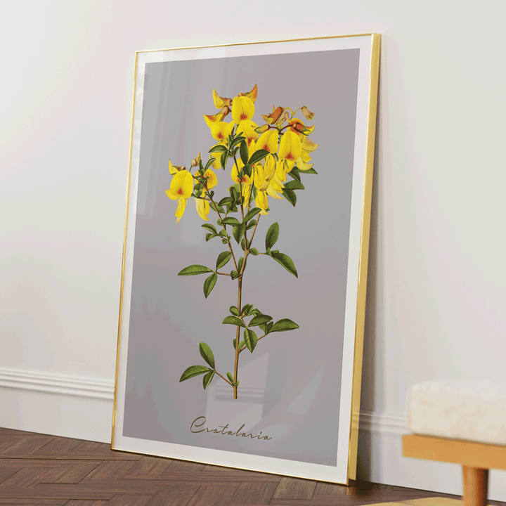 Crotalaria Juncea Nook At You Matte Paper Gold Metal Frame