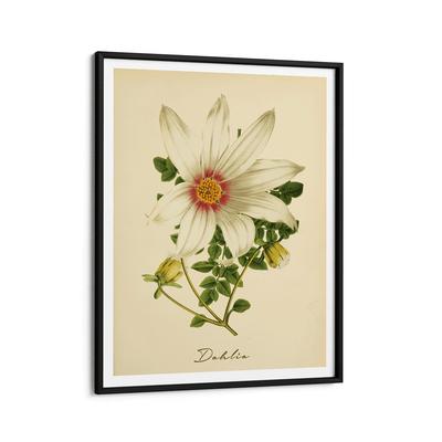 Dahlia - Amber Nook At You Matte Paper Black Frame