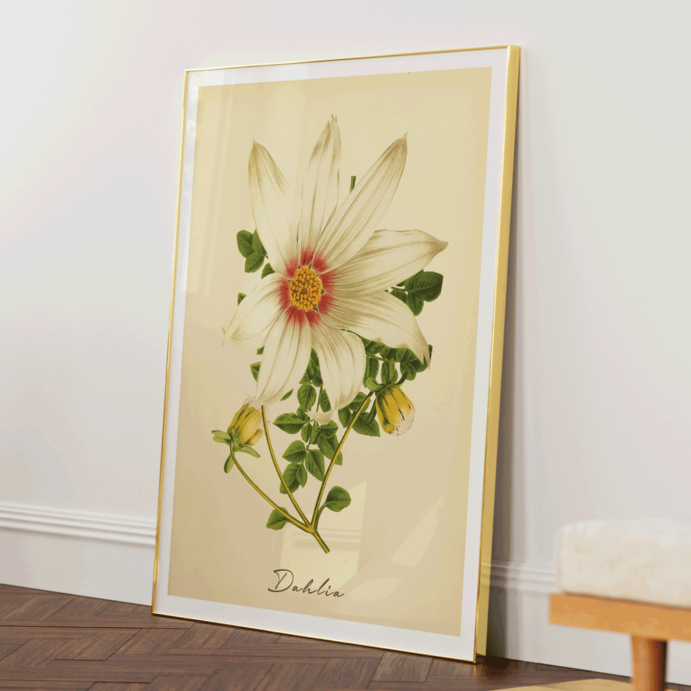 Dahlia - Amber Nook At You  
