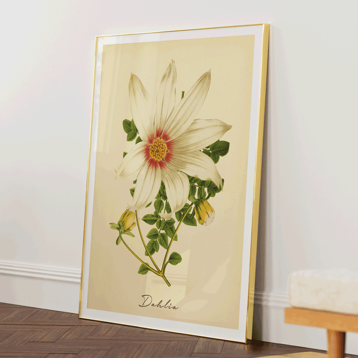Dahlia - Amber Nook At You  