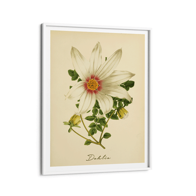 Dahlia - Amber Nook At You Matte Paper White Frame