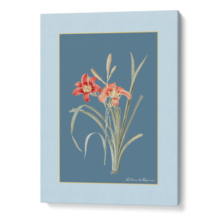 Lily Dreams - Wild Blue