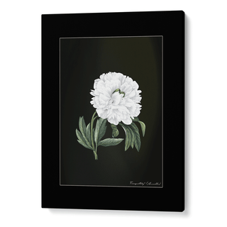 Obsidian Bloom 1