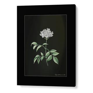 Obsidian Bloom 2