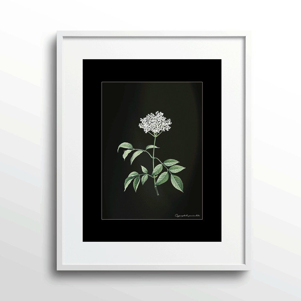 Obsidian Bloom 2 Nook At You Matte Paper White Frame With Mount