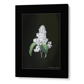 Obsidian Bloom 3