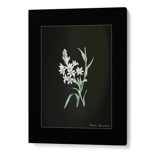 Obsidian Bloom 5