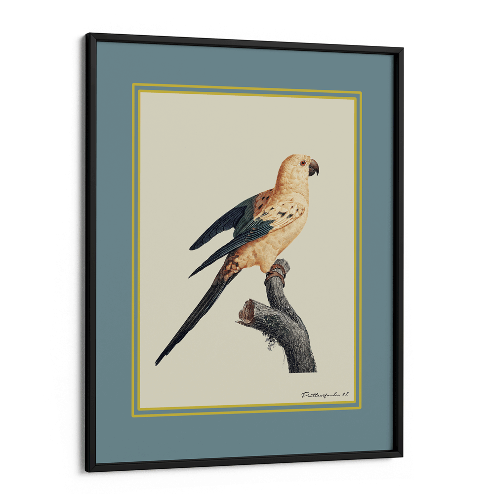 The Golden Parrot II - Teal Nook At You Matte Paper Black Frame