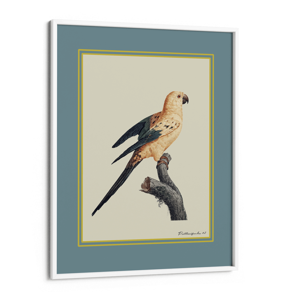 The Golden Parrot II - Teal Nook At You Matte Paper White Frame