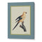 The Golden Parrot II - Teal