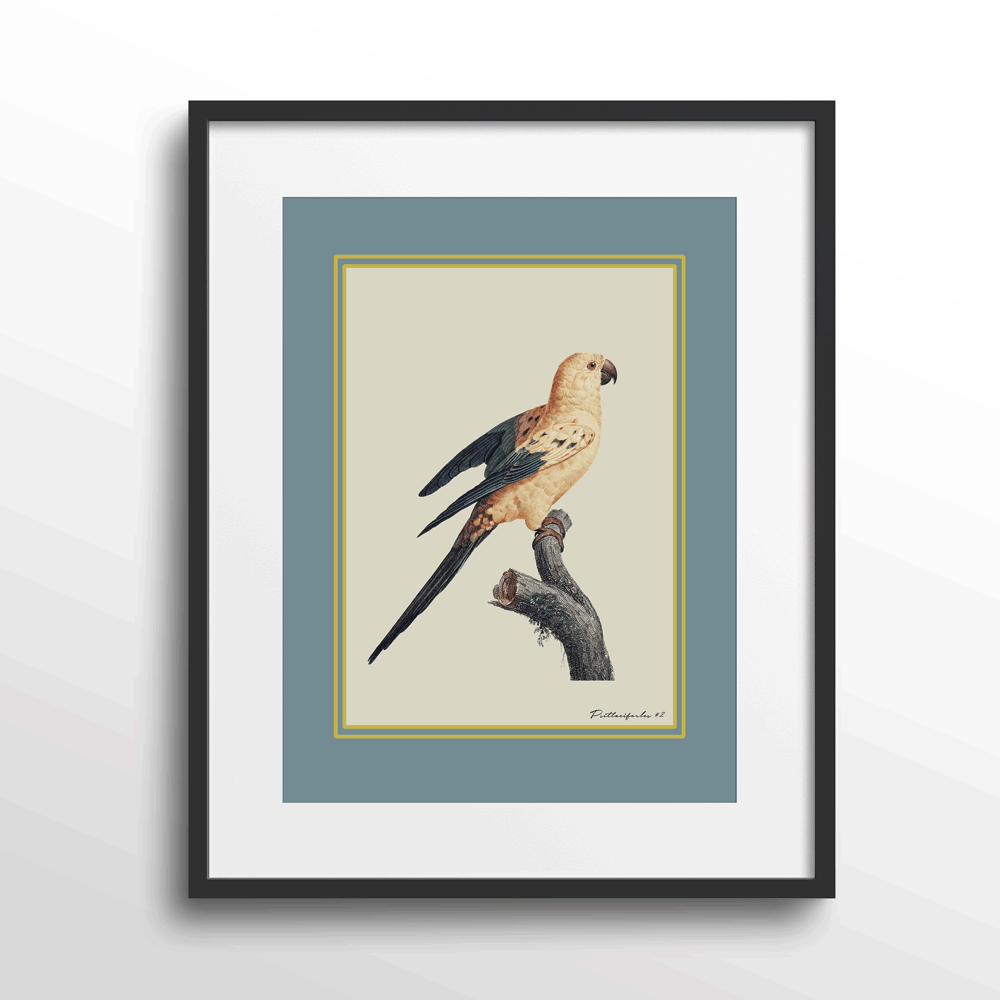 The Golden Parrot II - Teal Nook At You Matte Paper Black Frame With Mount