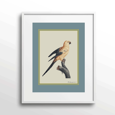 The Golden Parrot II - Teal Nook At You Matte Paper White Frame With Mount