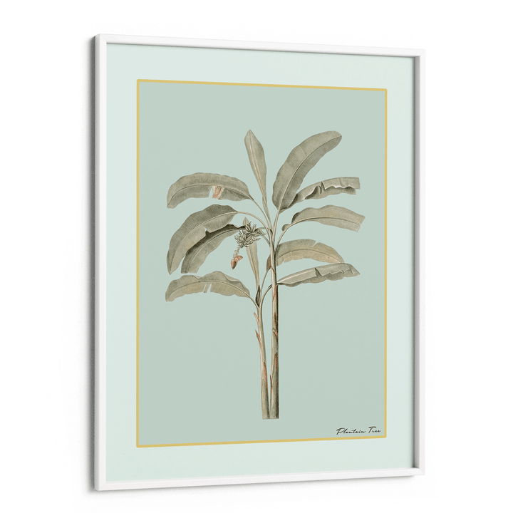Plantain Tree I - Coast Nook At You Matte Paper White Frame