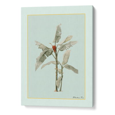 Plantain Tree III - Coast Nook At You Canvas Gallery Wrap