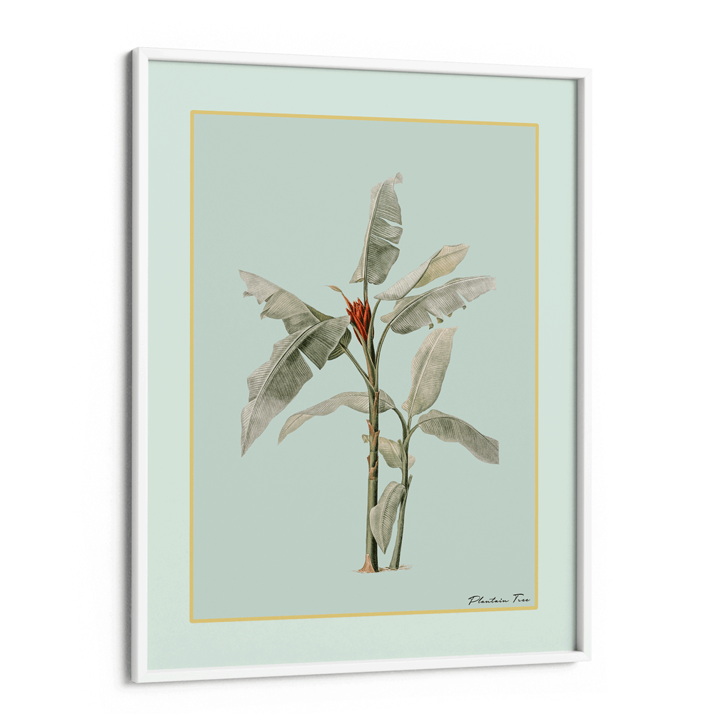 Plantain Tree III - Coast Nook At You Matte Paper White Frame