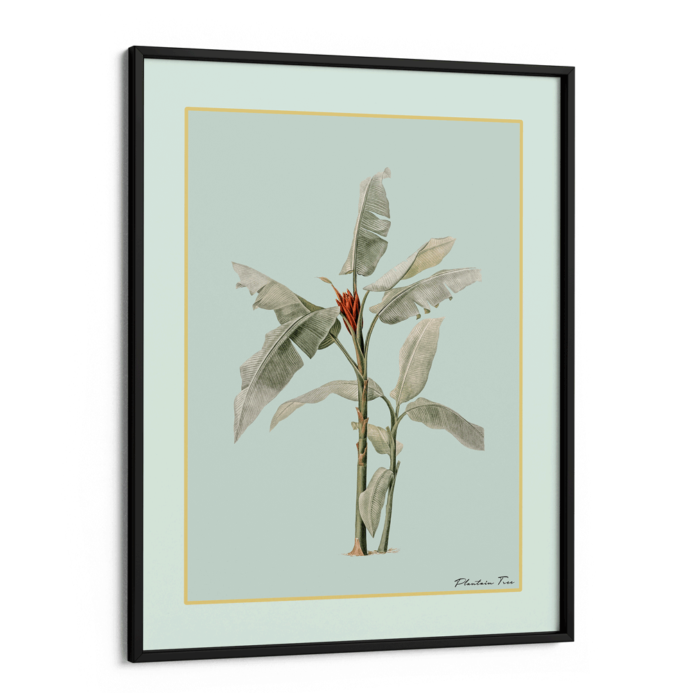 Plantain Tree III - Coast Nook At You Matte Paper Black Frame