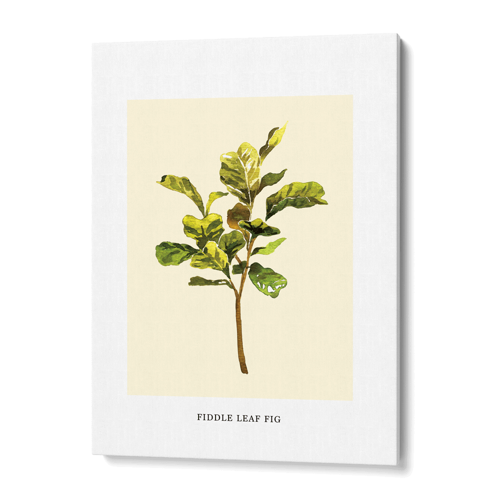 Fiddle Leaf Fig Nook At You  