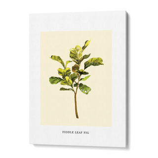 Fiddle Leaf Fig
