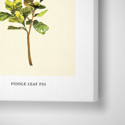 Fiddle Leaf Fig Nook At You Canvas Gallery Wrap