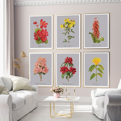 Lachenalia Nook At You Matte Paper Rolled Art