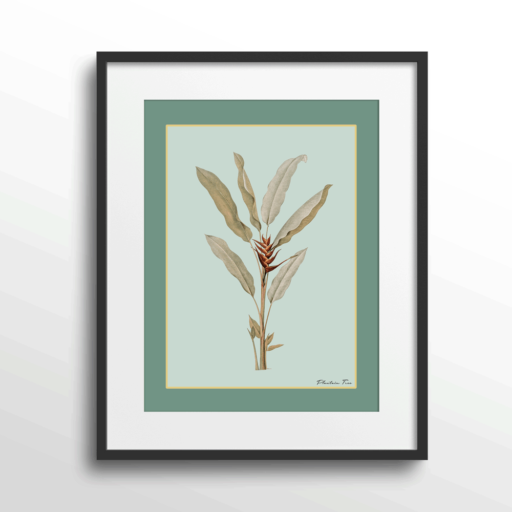Plantain Tree II - Sage Nook At You Matte Paper Black Frame With Mount