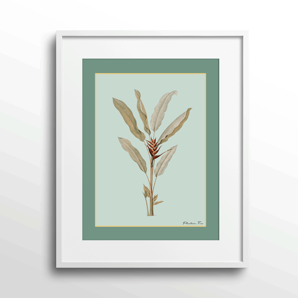 Plantain Tree II - Sage Nook At You Matte Paper White Frame With Mount