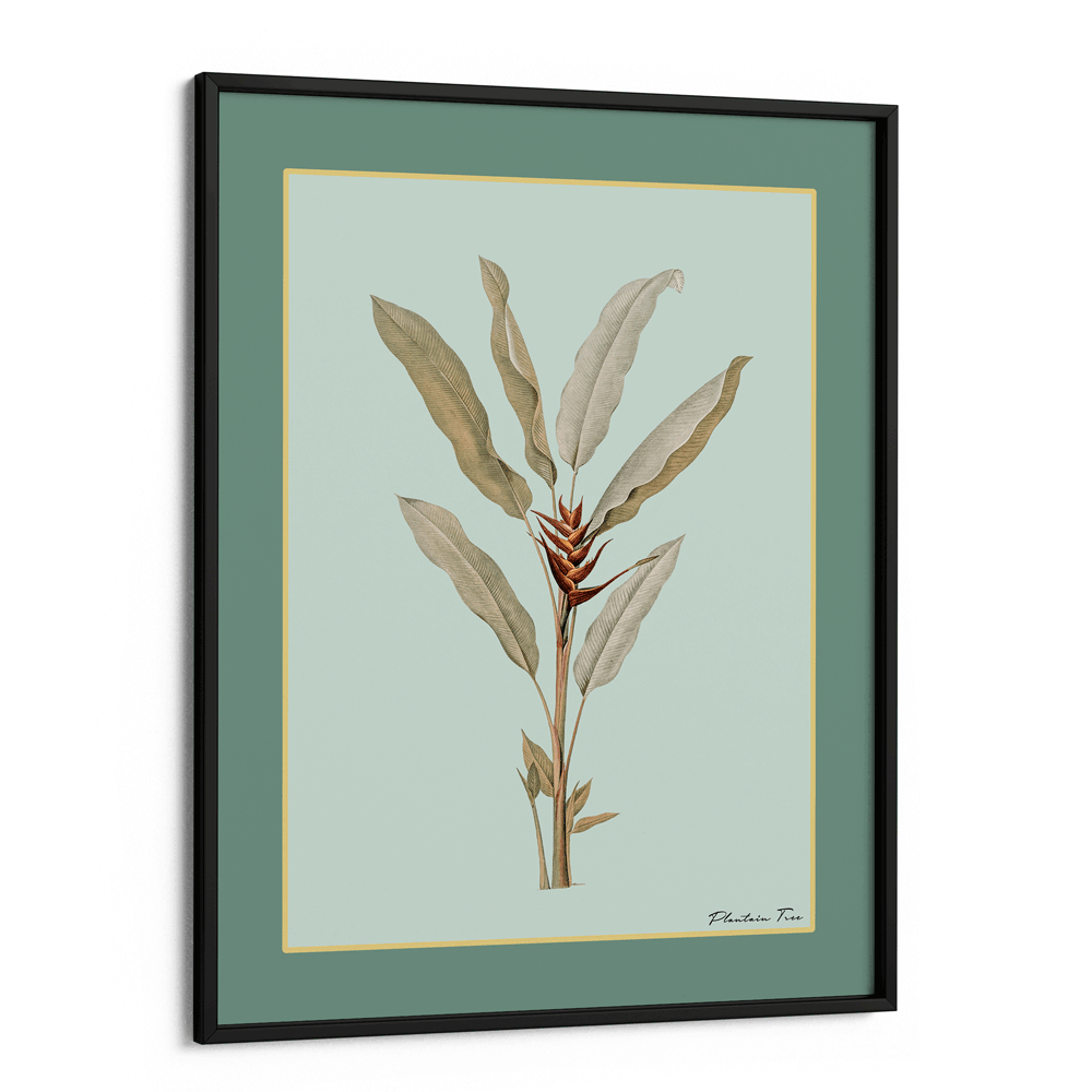 Plantain Tree II - Sage Nook At You Matte Paper Black Frame
