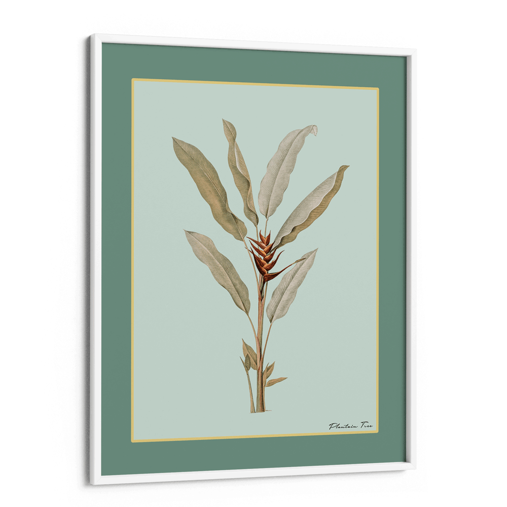 Plantain Tree II - Sage Nook At You Matte Paper White Frame