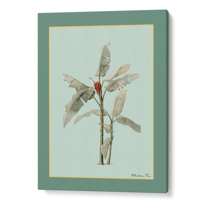 Plantain Tree III - Sage Nook At You Canvas Gallery Wrap