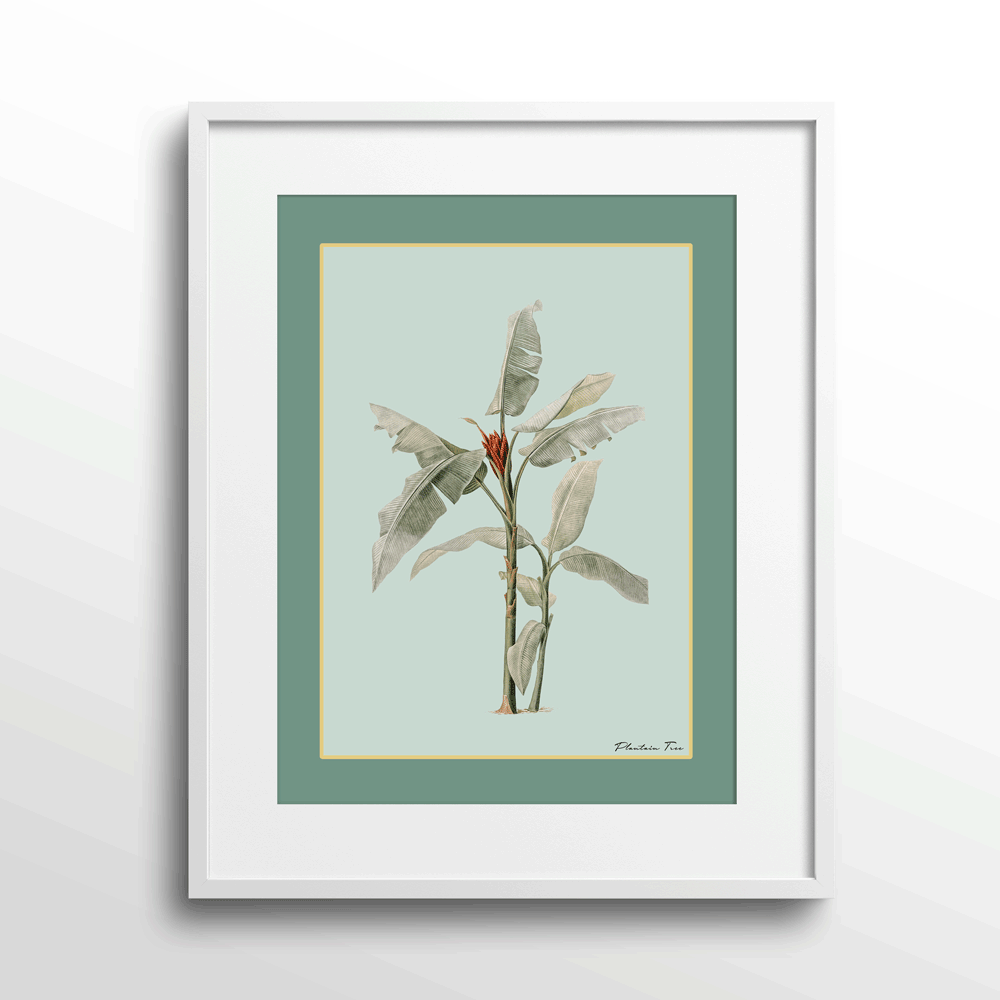 Plantain Tree III - Sage Nook At You Matte Paper White Frame With Mount