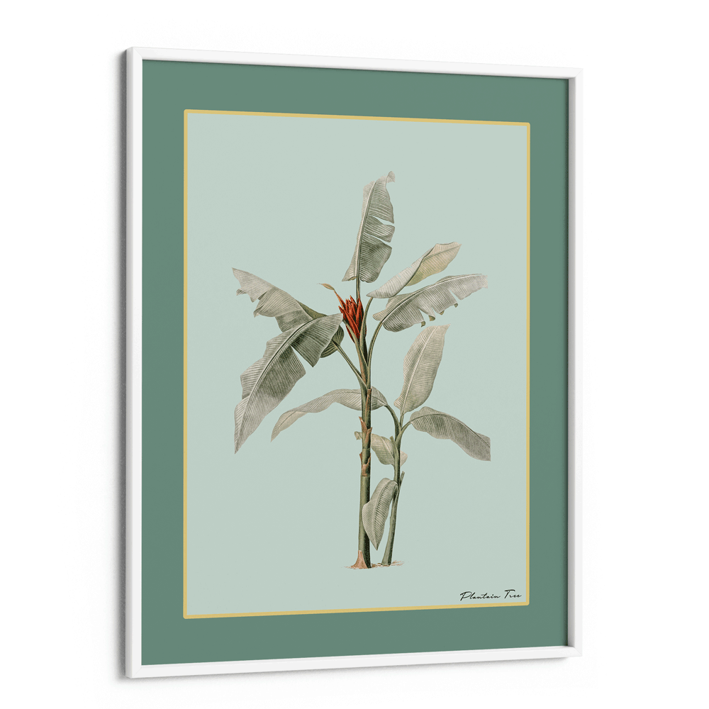 Plantain Tree III - Sage Nook At You Matte Paper White Frame