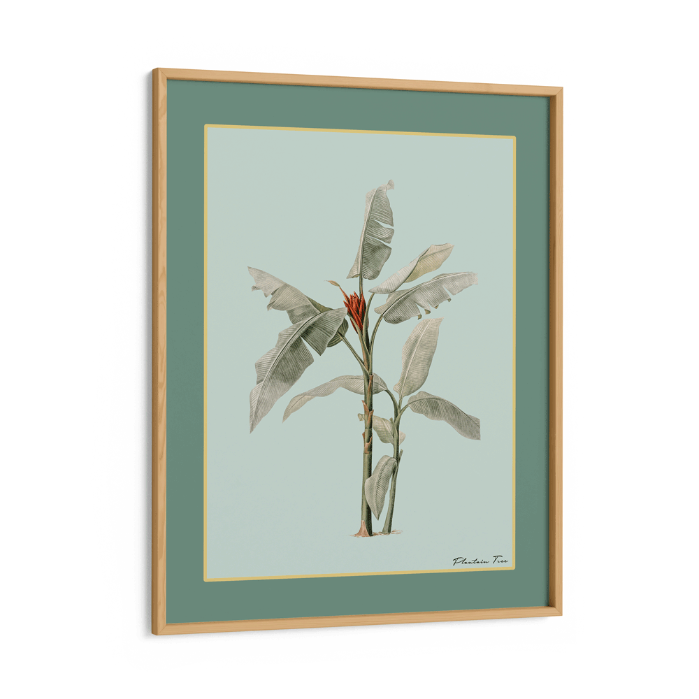 Plantain Tree III - Sage Nook At You Matte Paper Wooden Frame