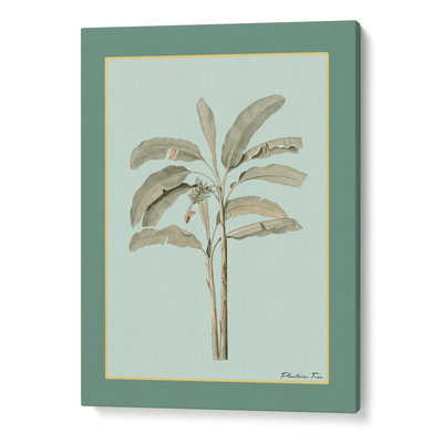 Plantain Tree I - Sage Nook At You Canvas Gallery Wrap