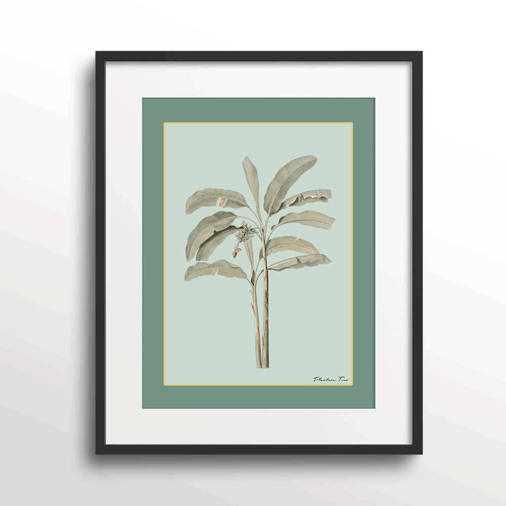 Plantain Tree I - Sage Nook At You Matte Paper Black Frame With Mount