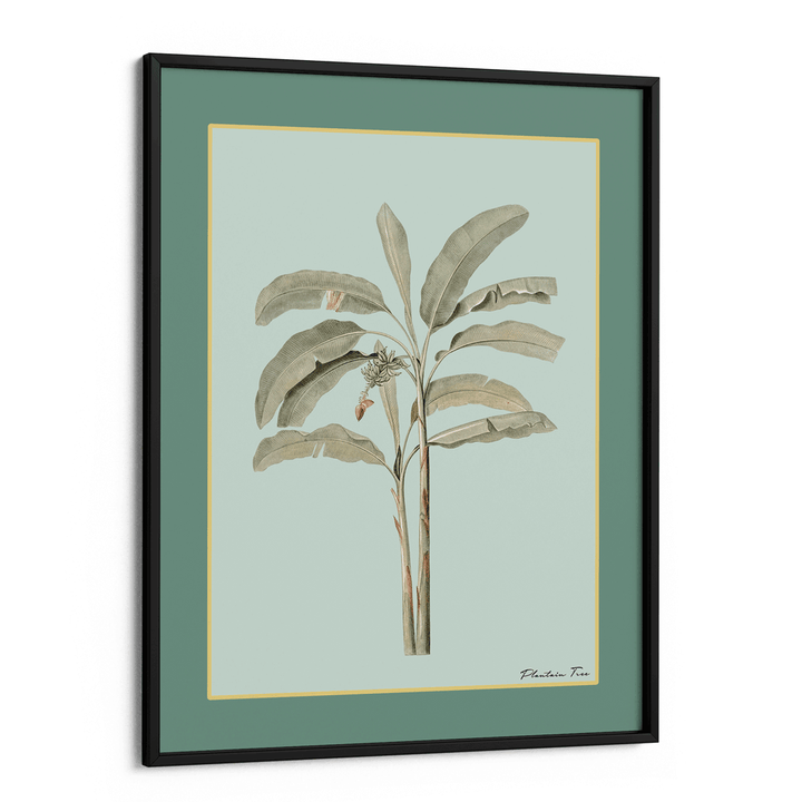Plantain Tree I - Sage Nook At You Matte Paper Black Frame