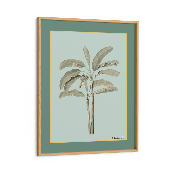 Plantain Tree I - Sage Nook At You Matte Paper Wooden Frame