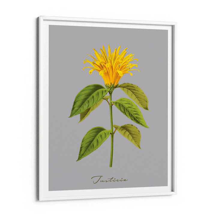 Justicia Nook At You Matte Paper White Frame