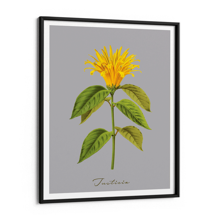 Justicia Nook At You Matte Paper Black Frame