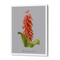 Lachenalia