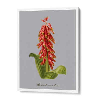 Lachenalia Nook At You Canvas Gallery Wrap