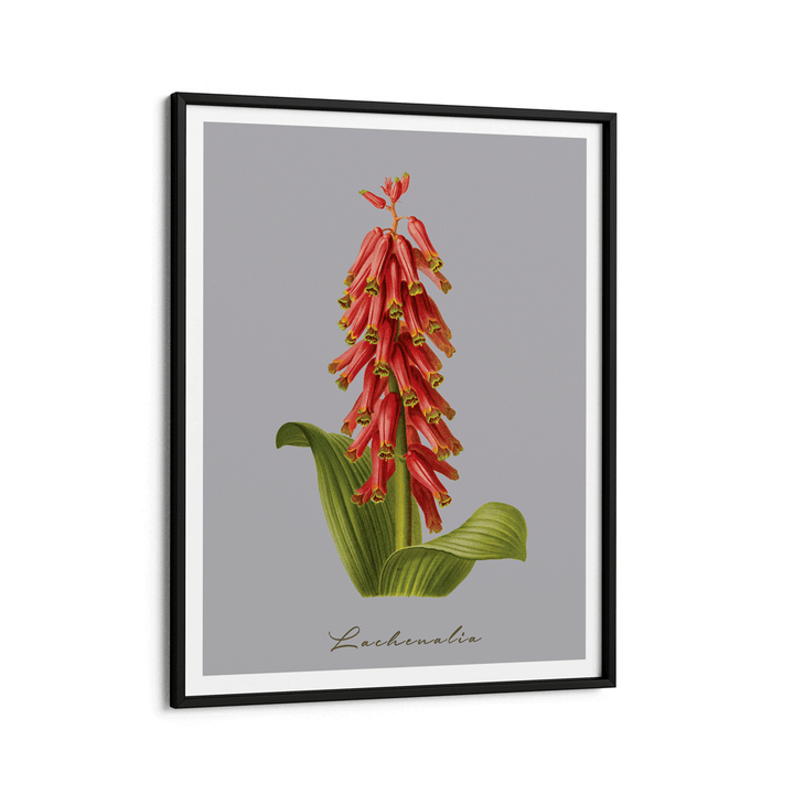 Lachenalia Nook At You Matte Paper Black Frame