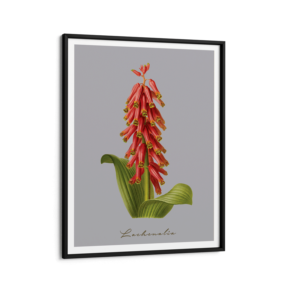 Lachenalia Nook At You Matte Paper Black Frame