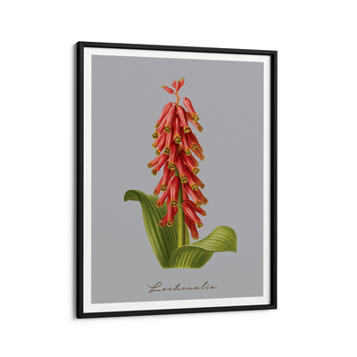 Lachenalia Nook At You Matte Paper Black Frame