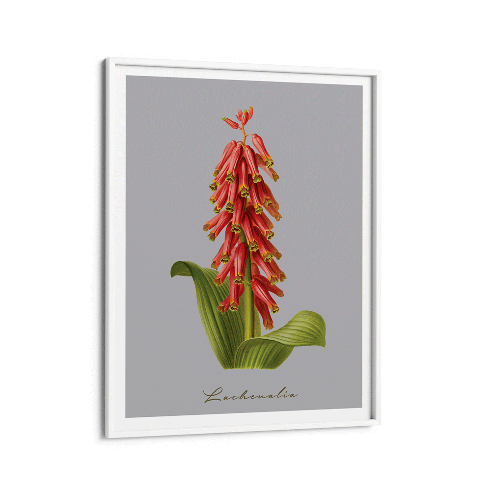 Lachenalia Nook At You Matte Paper White Frame