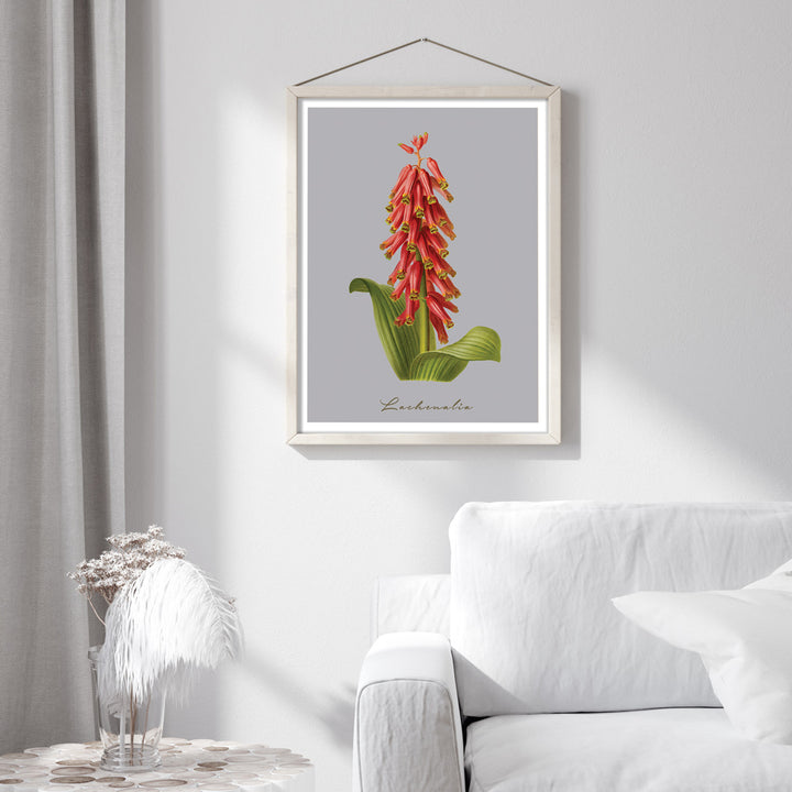 Lachenalia Nook At You  